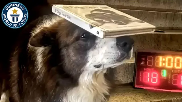 'Video thumbnail for Most steps walked up backwards by a dog balancing a book on the head in one minute - 23 by Leonard Lee'
