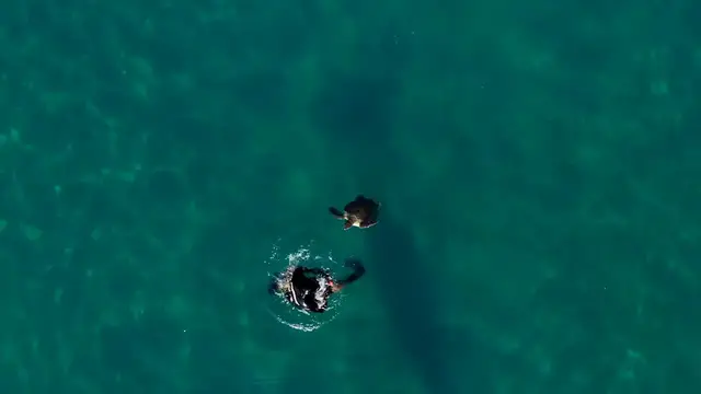 Video thumbnail for Türkiye: Diver and sea turtle build heartwarming bond in waters off Antalya, Türkiye.
