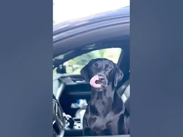 Video thumbnail for Driving Dog stopped by police #doggo #smartdog #puppylife #blacklabrador #labradorretriever