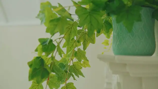 Video thumbnail for Decorating with Pothos Plants