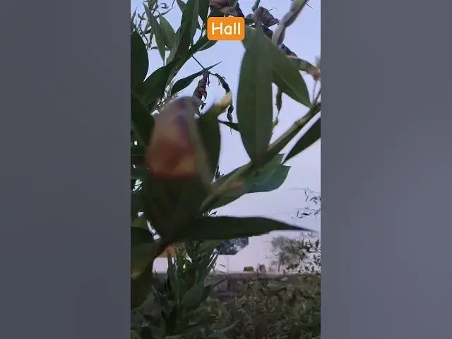 Video thumbnail for रहे रहे