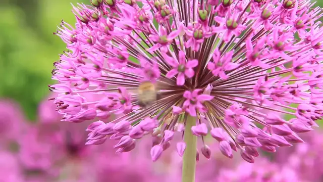 Video thumbnail for Tips for Growing Asters