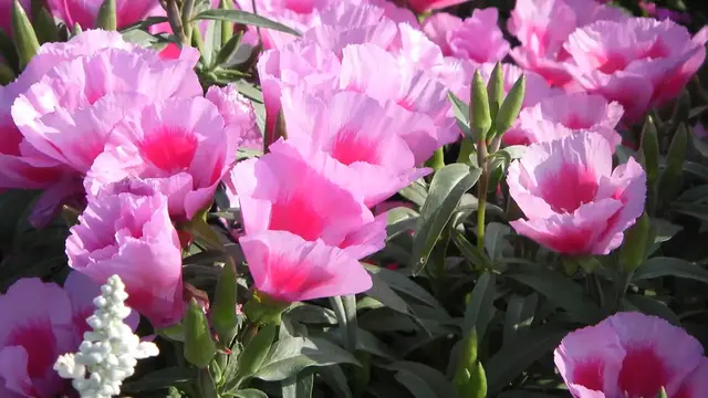 Video thumbnail for Tips for Lush Azalea Blooms