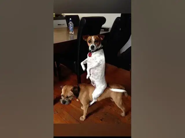 Video thumbnail for Funny Dog Pictures