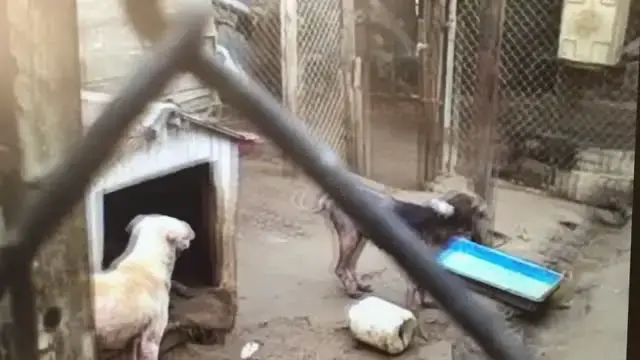 Video thumbnail for Woman Rescues Dog Injured By Car And Nurses Her Back To Health | Happily TV