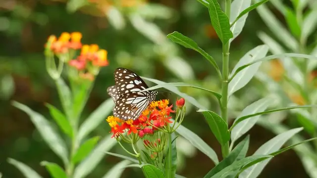 Video thumbnail for How to Grow Sweet Alyssum