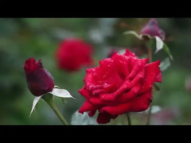 Video thumbnail for Red Roses Full Bloom