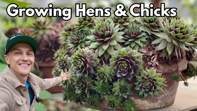 Video thumbnail for What are HENS & CHICKS and How to Grow them (Sempervivum spp.)