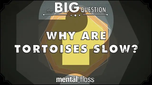 'Video thumbnail for Why Are Tortoises Slow? - Big Questions (Ep.6)'