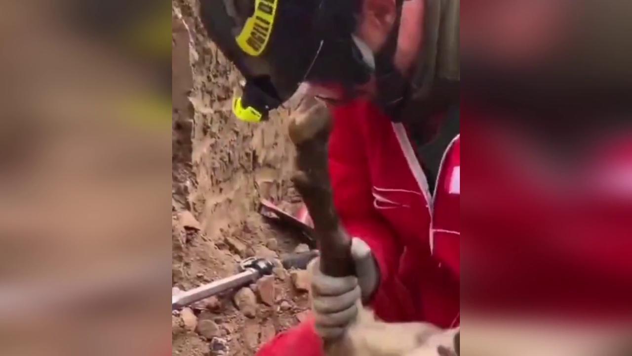 Video thumbnail for Italy: Firefighters Pull Baby Goat From Sewer Pipe In Dramatic Underground Rescue.