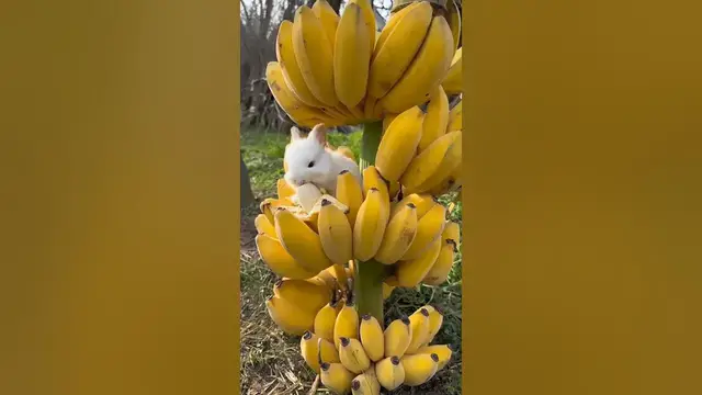 Video thumbnail for Enjoy Beautiful Nature Life #shorts