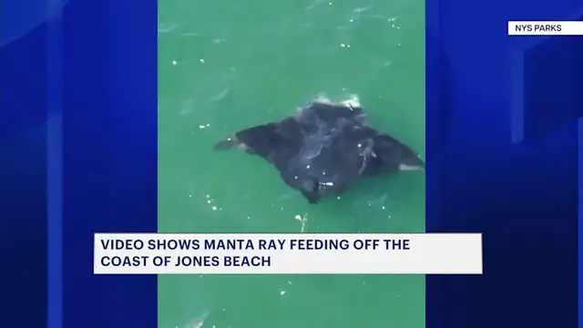 Video thumbnail for Manta Ray spotted at Jones Beach