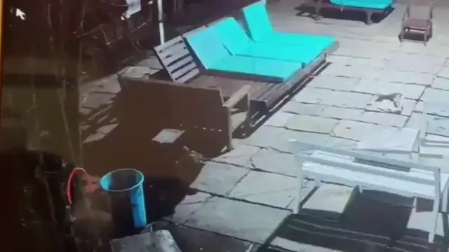 Video thumbnail for India: Black panther sneaks into resort grounds, attacks dog while it sleeps.