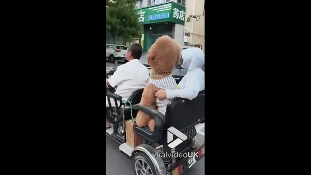 'Video thumbnail for VV5032 Giant poodle rides tricycle with family'