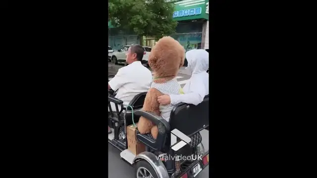 'Video thumbnail for VV5032 Giant poodle rides tricycle with family'