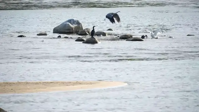 Video thumbnail for Vistula river remains at critically low levels as hydrological drought continues.