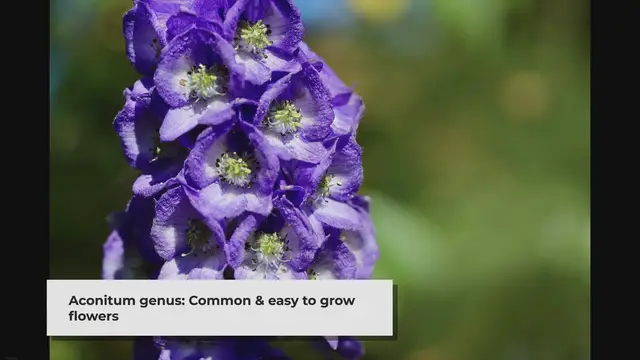 'Video thumbnail for 20 Flowers That Start With A (List of Flower Names A)'