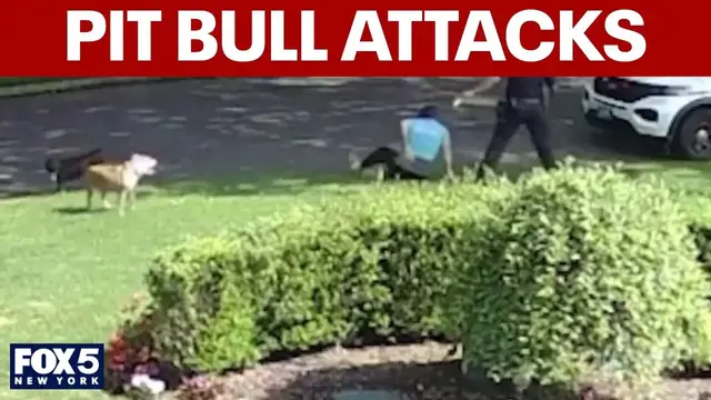 Video thumbnail for Neighbors concerned about pit bull attacks