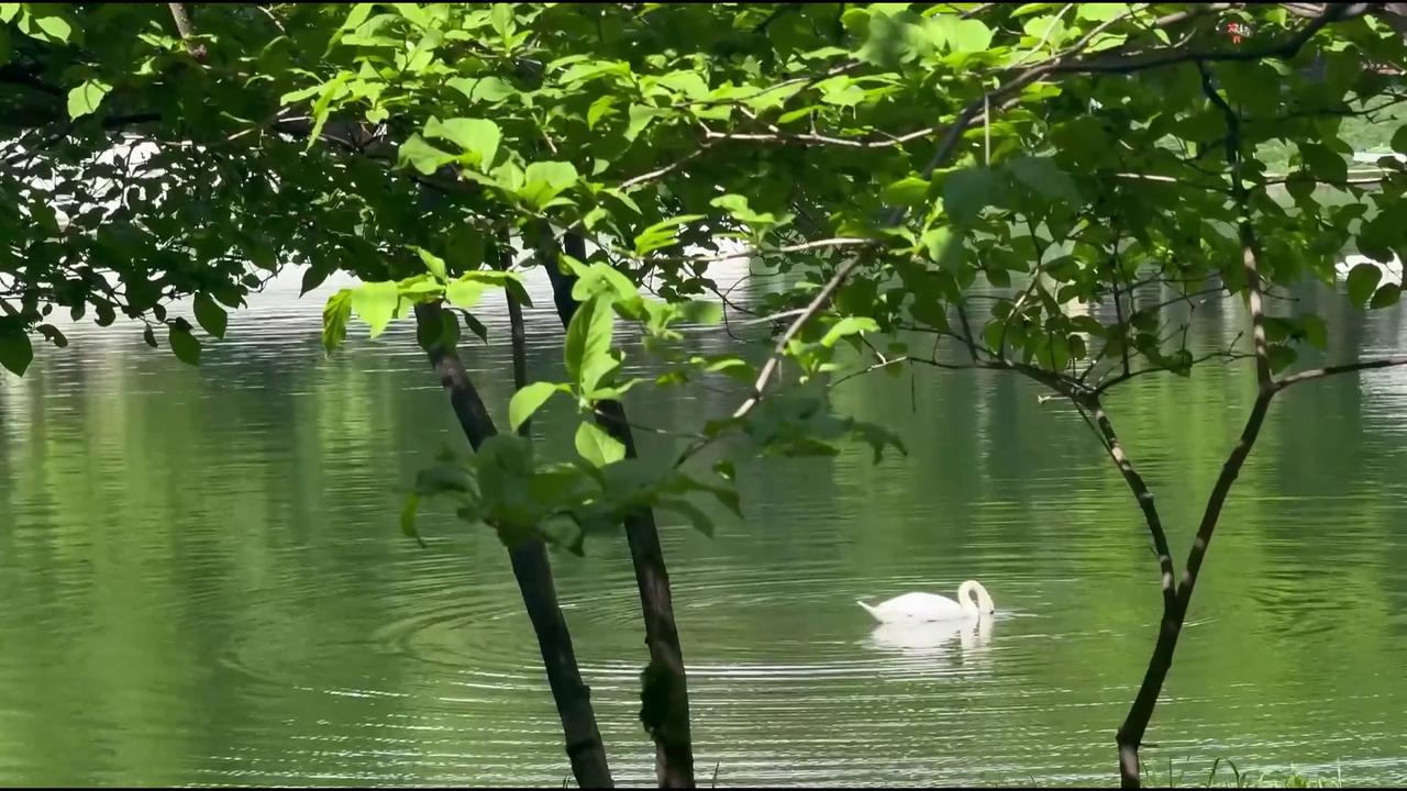 Video thumbnail for Russia: Swans on Patriarch Ponds in Moscow.