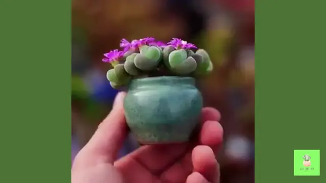 'Video thumbnail for Miniature Succulents Plants '