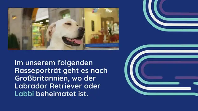 Video thumbnail for Labrador Retriever im Rassenporträt (mit Bildern und Infos)