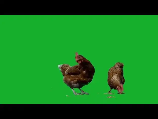 Video thumbnail for Chicken Green Screen  Videos