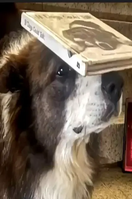 'Video thumbnail for Most steps walked up backwards by a dog balancing a book on the head in one minute - 23 by Leonard Lee'