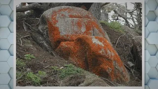 Video thumbnail for Do Mussels Eat Algae? The Role of Mussels in Algae Control