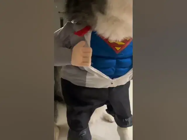 Video thumbnail for Suppawdog #superdogs #superheros #dogsofyoutube #costumedog #fancydog