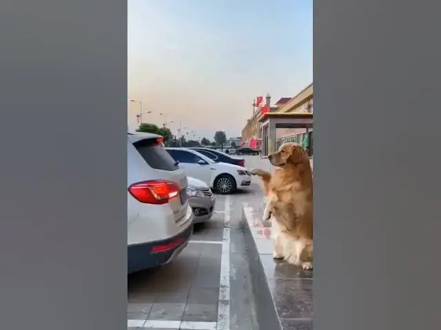 Video thumbnail for Dog park a car #dogblogger #happydogs #smartdog #cutestdogs #dogdriver