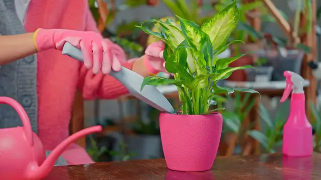 Video thumbnail for Spider Plant Propagation Guide