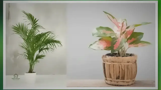 'Video thumbnail for 10 Best Air-purifying Plants for Your Home & Office'