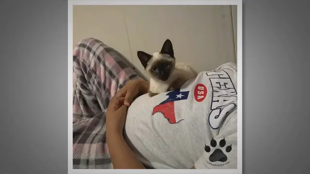 Video thumbnail for Do Siamese Cats Protect Their Owners?