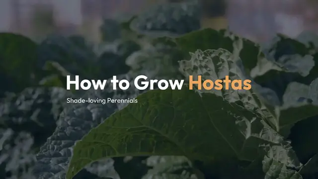 Video thumbnail for How to Grow Hostas