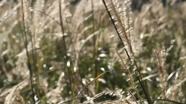 Video thumbnail for Best Flowers for Rock Gardens