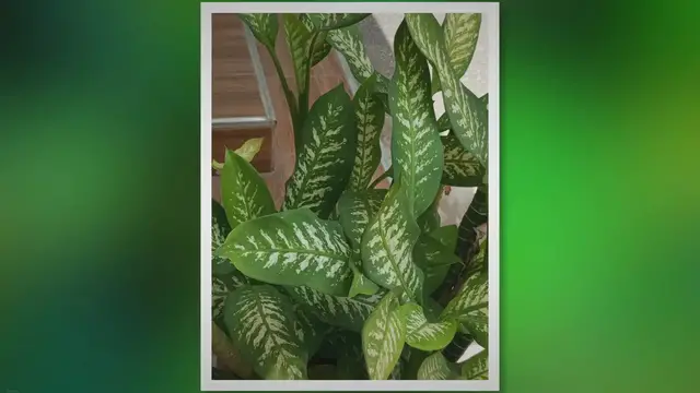 Video thumbnail for How to Take Best Care of Your Dieffenbachia Plant