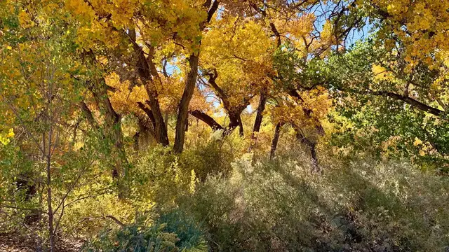 Video thumbnail for Dealing with Yellow Leaves on Azaleas: Causes and Solutions