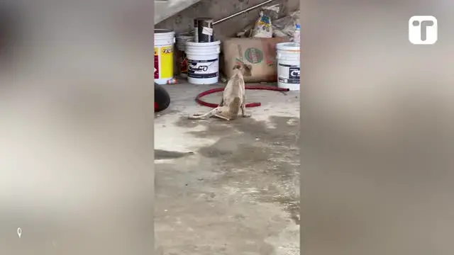 Video thumbnail for Woman Rescues And Adopts Abandoned Dog On Vacation | Happily TV