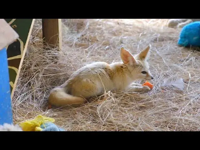 Video thumbnail for Eating a Carrot