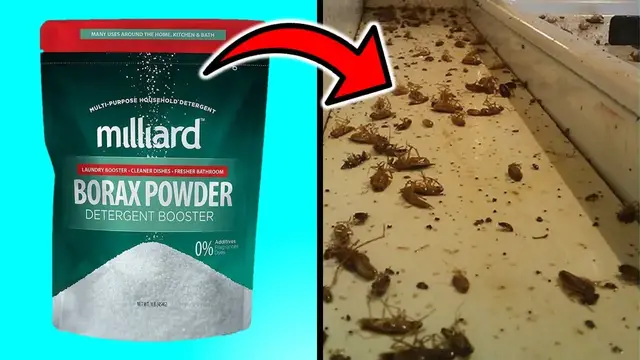 Video thumbnail for How To Kill Cockroaches With Borax - Secrets of Eliminating Cockroaches