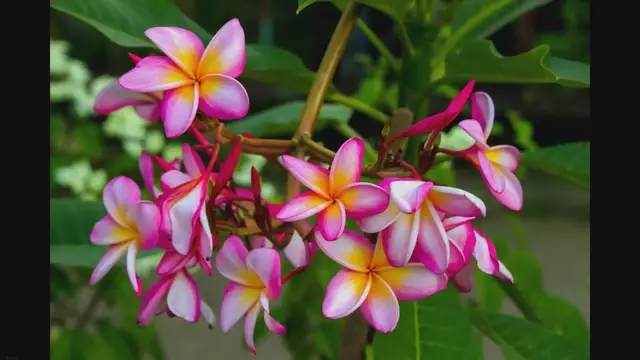 Video thumbnail for Are Coffee Grounds Good For Plumeria?