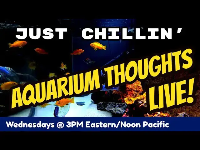 Video thumbnail for Just Chillin' - Aquarium Thoughts LIVE! #20-05
