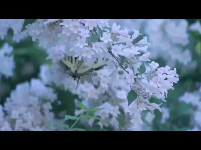 Video thumbnail for Butterflies, Nature