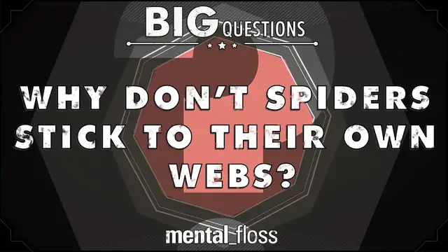 'Video thumbnail for Why Don't Spiders Stick to Their Own Web? - Big Questions (Ep. 9)'