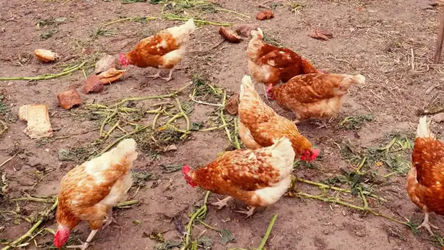 Video thumbnail for Steps on How to Start Raising Chickens