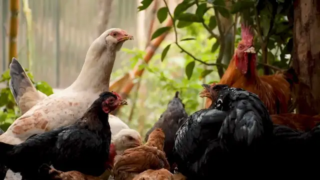 Video thumbnail for How to Grow Turkey