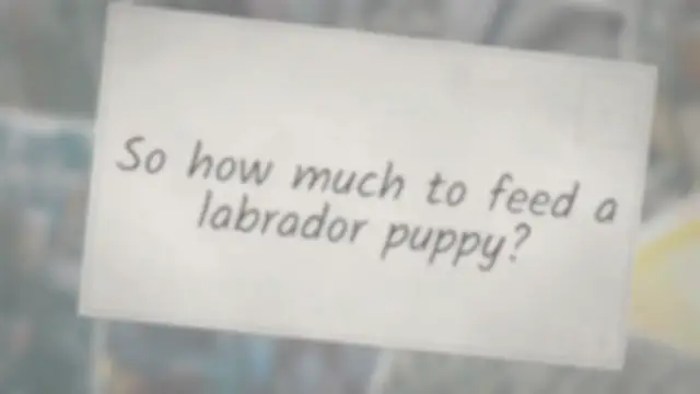 Video thumbnail for How Much To Feed A Lab Puppy? Labrador Feeding Chart By Age