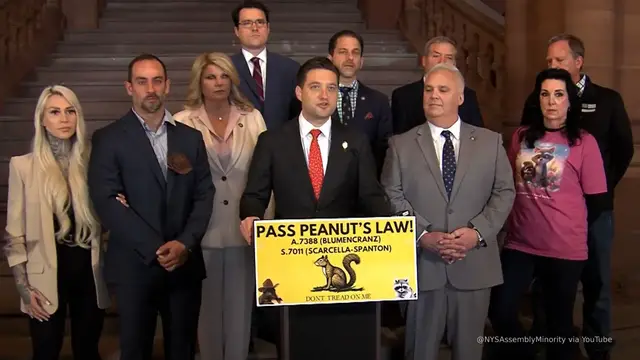Video thumbnail for 'Peanut's Law' introduced in New York after death of social media squirrel