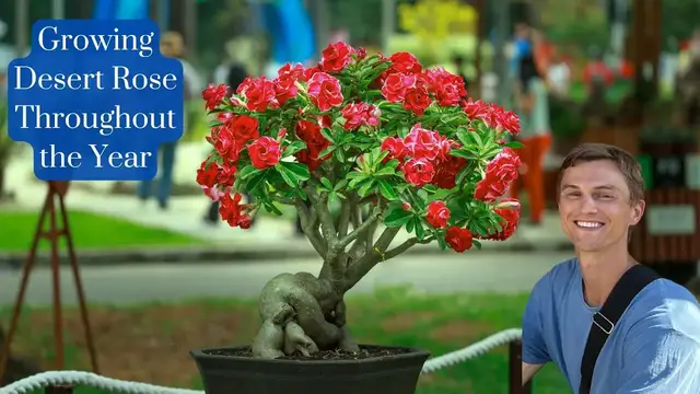 Video thumbnail for Growing DESERT ROSE Adenium Throughout the Year - Complete Tutorial with Summer & Winter Tips