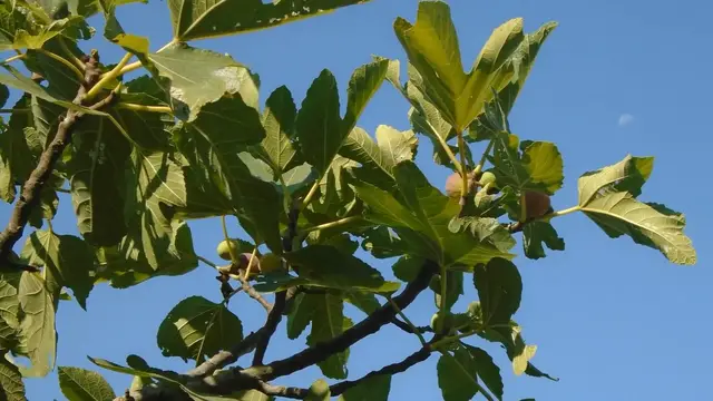 Video thumbnail for Healing Powers of the Cape Fig: Traditional Uses and Scientific Insights